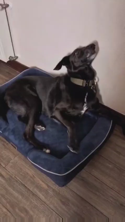 Aspiradora de Mascota